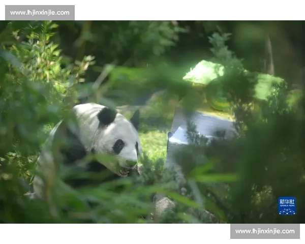 墨西哥为 35 岁大熊猫 “欣欣” 庆生 海外最长寿 “友谊大使” 迎百岁华诞